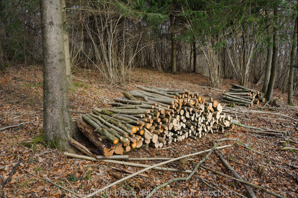 bois en hiver